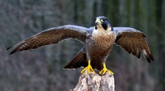 Sapsan bird (снимки): бърз полет и виртуоз